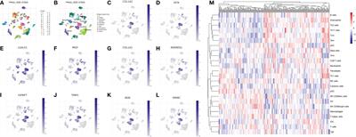 Identification of the novel therapeutic targets and biomarkers associated of prostate cancer with cancer-associated fibroblasts (CAFs)